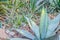 Attractive glaucous-gray leaves of Agave attenuata, Foxtail agave, natural floral background. Sowing landscape fertile