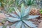 Attractive glaucous-gray leaves of Agave attenuata, Foxtail agave, natural floral background. Sowing landscape fertile