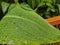 Attractive Green Canna Leaf with small water drops.