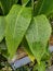 Attractive Green Canna Leaf with small water drops.