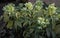 Attractive green flowers of Corsican Hellebore or argutifolius \\\'Silver Lace\\\' flowering with a background of leaves