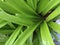 Attractive green lilly leaves