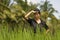Attractive and happy Asian Chinese woman 40s or 50s enjoying nature excited and carefree playful at tropical rice field during