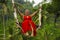 Attractive happy middle aged 40s or 50s Asian Indonesian woman with grey hair riding rainforest swing carefree swinging and