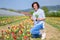 Attractive Hispanic woman picking tulips in field