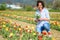 Attractive Hispanic woman picking tulips in field