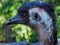 Attractive Imposing Emu in Profile.