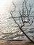 An Attractive Leafless Tree with its Branches against Brighr Sunlight with Blue Ocean Water - Abstract Silhouette