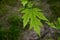 Attractive leaves are deeply cut maples, are medium green at the top and conspicuously silvery at the bottom, newly planted among