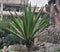 Attractive long and pointed evergreen foliage of yucca plant