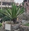 Attractive long and pointed evergreen foliage of yucca plant