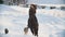 Attractive longhaired female rider riding a black horse through the drifts in the winter field, dogs running nearby