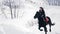 Attractive longhaired female rider riding a black horse through the drifts in the winter field, dogs running nearby