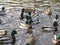 Attractive mallard ducks gathering and swimming in a pond