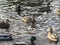 Attractive mallard ducks gathering and swimming in a pond