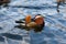 Attractive mandarin duck Aix galericulata with colorful feathers and red beak swims on blue water during sunset. Image for your