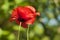 Attractive perspective of a photo of a red poppy closeup