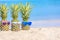 Attractive pineapples on the beach against turquoise sea. Wearing stylish mirrored sunglasses. Tropical summer vacation concept.