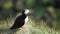 Attractive puffin sitting on the edge of mountain watching nature and birds. Portrait of curious puffin looking around