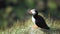 Attractive puffin sitting on the edge of mountain watching nature and birds. Portrait of curious puffin looking around