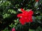 Attractive red color of Red Hibiscus or Rose mallow in green garden.