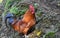 Attractive Red Rooster with Glistening Feathers in the WIld