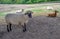 Attractive sheep standing in a field facing the camera