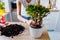 Attractive  smiling european girl replanting flowers at home in the white kitchen. Taking out a large flower from a small pot and