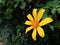 Attractive Srilankan garden Yellow flower