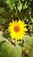 Attractive Sunflower