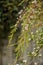 An attractive tall bush with burgundy foliage and white star-shaped flowers