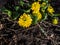 Attractive variety of buttercup (Ranunculus ficaria) \\\'Plena\\\' with bright yellow and fully double flowers
