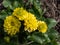 Attractive variety of buttercup Ranunculus ficaria `Plena` with bright yellow fully double flowers borne amongst green waxy