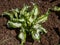 Attractive Wavy Plantain lily Hosta undulata with dense mounds of showy green leaves, wavy margined with creamy markings growing