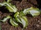 Attractive Wavy Plantain lily Hosta undulata with dense mounds of showy green leaves, wavy margined with creamy markings growing