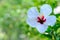 An Attractive White Hibiscus Gumamela