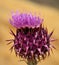 Attractive wild thistle onopordum carduelium in full bloom