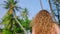 Attractive woman with flowing wavy hair walking on tropical beach, invites viewers for a getaway, lush palm backdrop