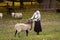 Attractive woman stroking sheep on green glade