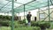 Attractive woman taking care of plants watering bushes in greenhouse using watering can.