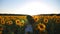 Attractive woman in white dress running through field with sunflowers at sunset. Follow to young carefree girl enjoying