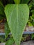 Attractive yellow Canna Leaf with small water drops.