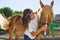 Attractive young woman grooming a horse at the