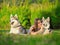 Attractive young woman lays on the grass with two funny siberian husky dogs