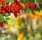 Atumn background with rowanberry
