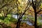 Atumn colours in the forest. Background with river, trees, path and exuberant vegetation. Galicia, Spain.