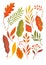 Atumnal leaves, vector illustration. Set yellow, orange, red autumnal leaves