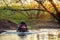 ATV Rider in the action on Honda TRX700XX