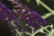 Atypical close-up photo of the peacock butterfly on flowering summer lilac