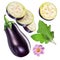 Aubergine or eggplant, aubergine flower, leaves and slices. Clip